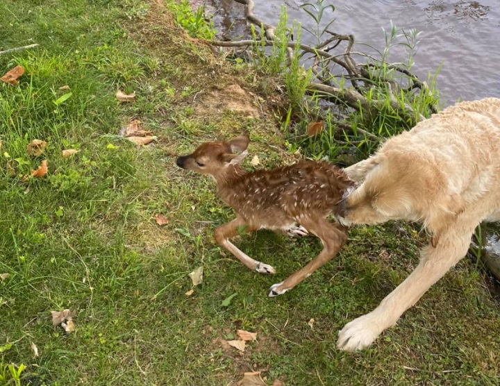 Куче – герой спаси младо еленче от удавяне в средата