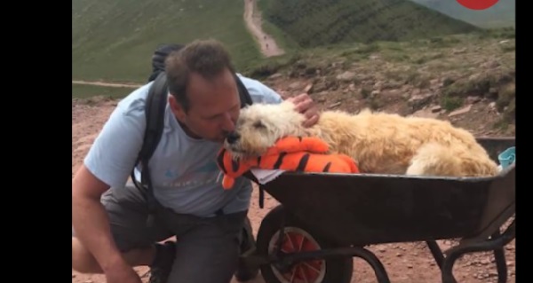 Сърцераздирателните снимки показват как собственик бута кучето си в количка