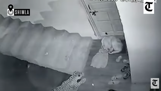 Четириминутното видео показва леопард, който се изкачва по стълбите, за