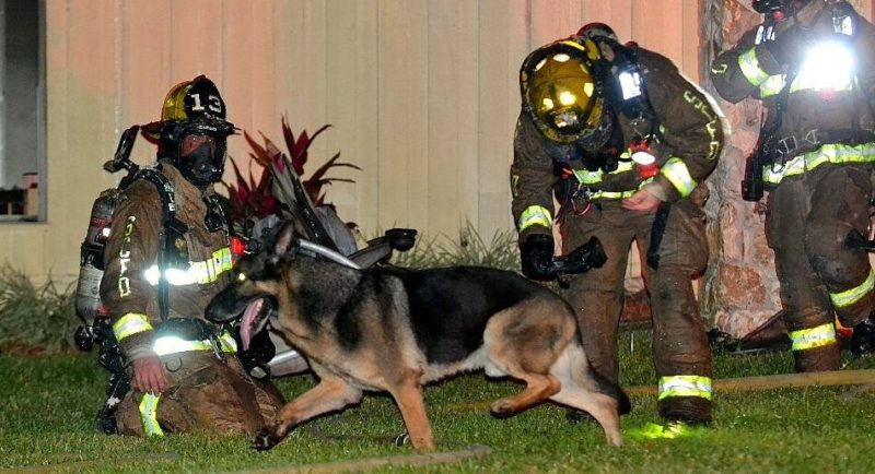 Пенсионирано полицейско куче е обявено за герой след като спаси