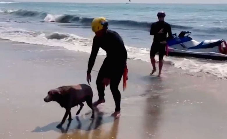 Спасители в окръг Лос Анджелис Калифорния САЩ спасиха куче плуващо