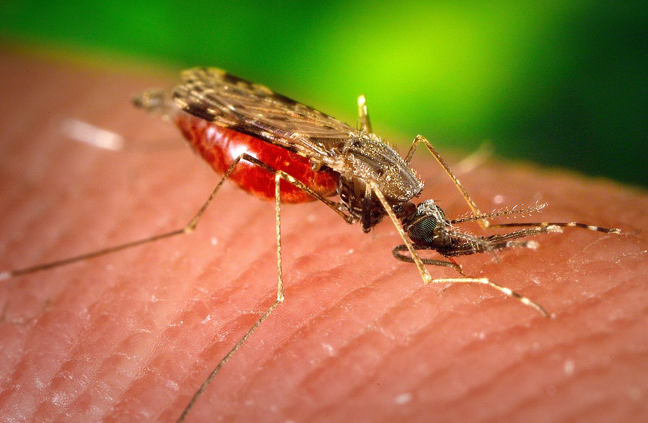 Photo James Gathany How to choose the best mosquito repellentDo